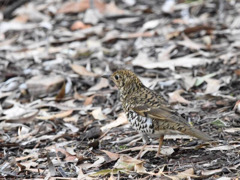 Bassian Thrush