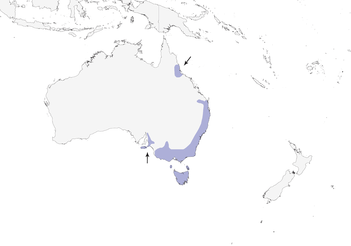 Zorzal de Bassia, Distribución 1