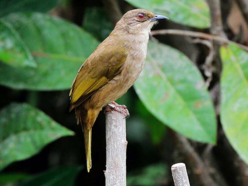 Olive-winged Bulbul, Photos 3