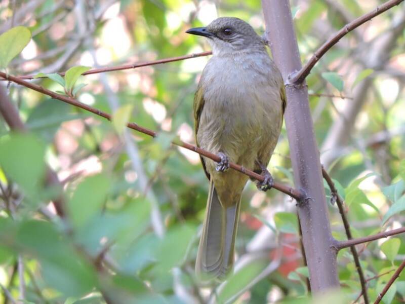 Olive-winged Bulbul, Photos 2