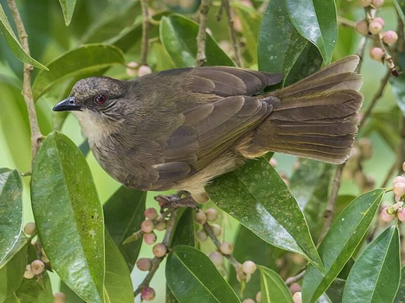 Olive-winged Bulbul, Photos 4