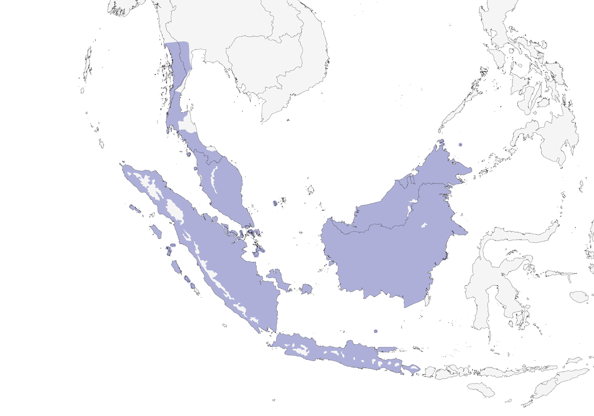 Olive-winged Bulbul, Distribution 1