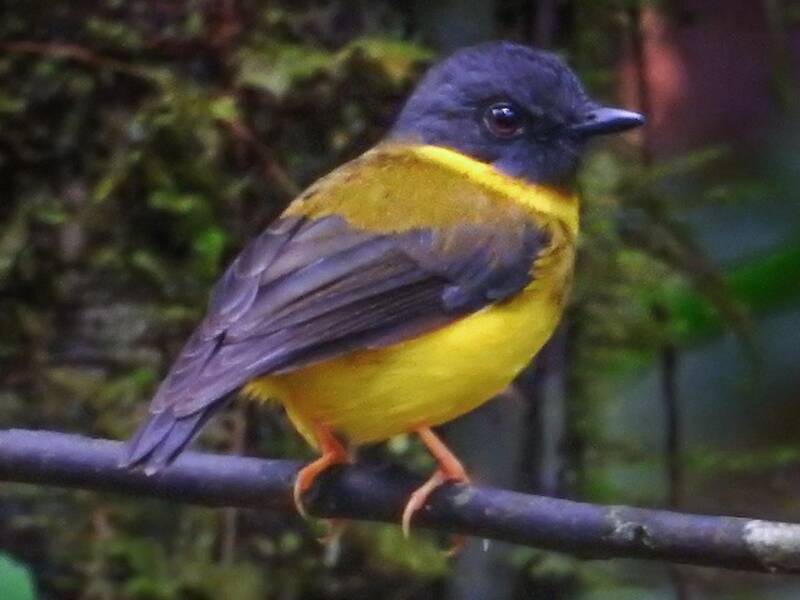 Pettirosso giallo fasciato, Foto 3