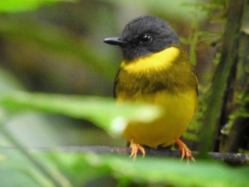 Pettirosso giallo fasciato, Foto 2