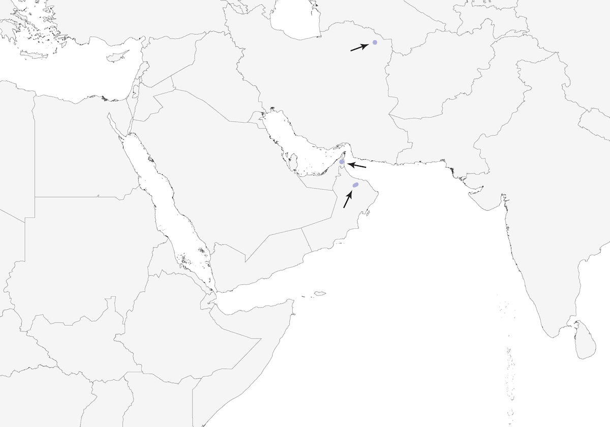 Chouette d'Oman, Distribution 1