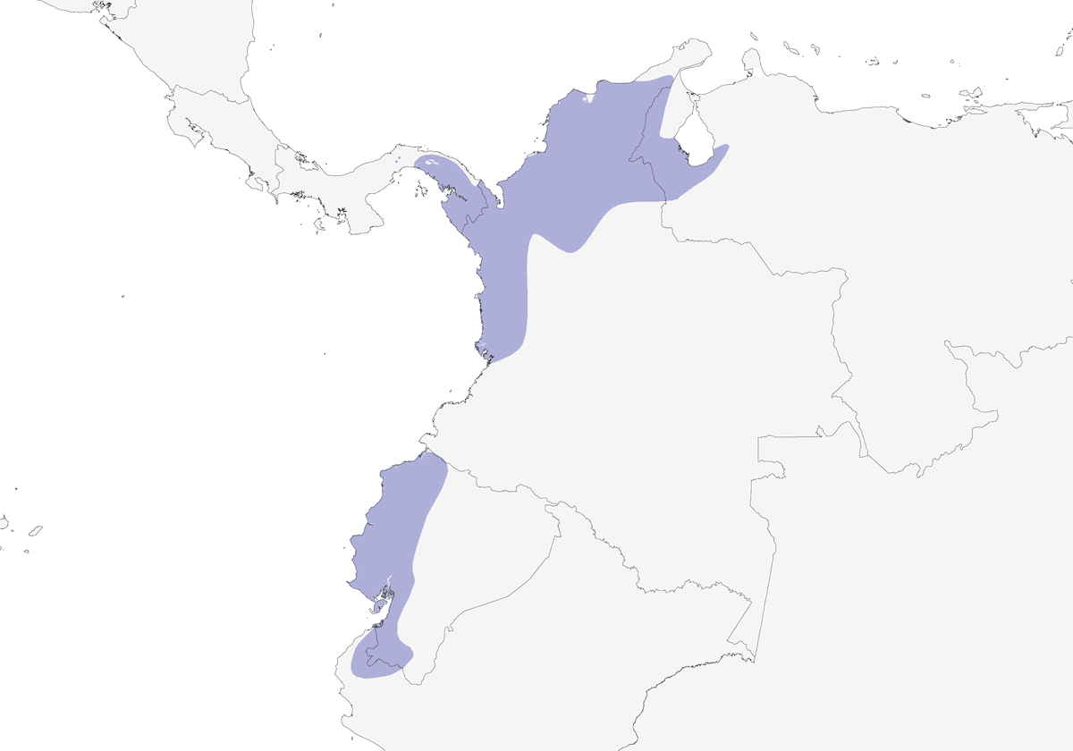 Beccardo unicolore, Distribuzione 1