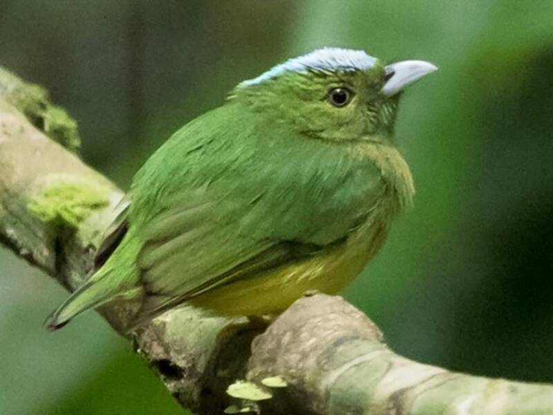 Irismanakin, Fotos 3