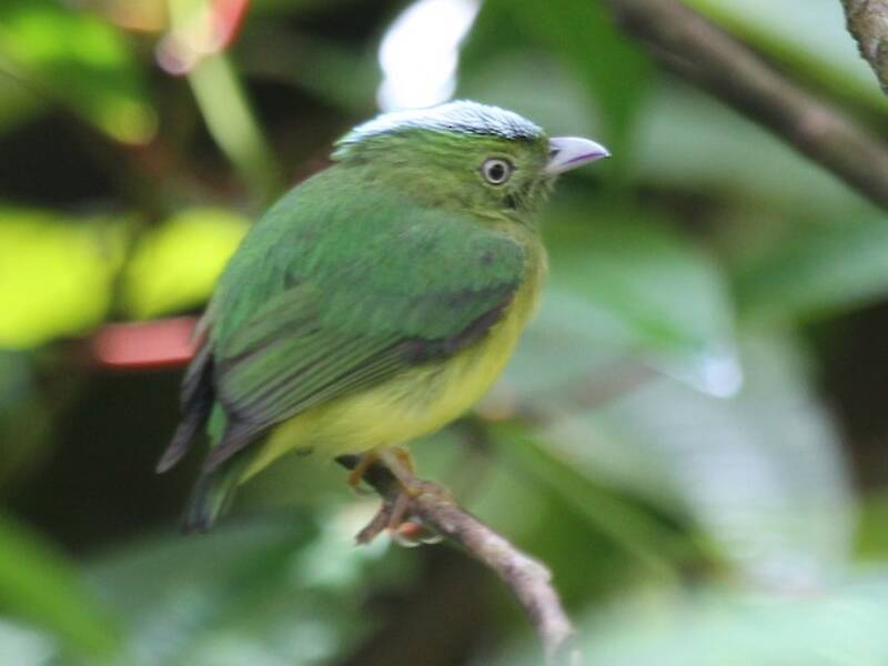 Irismanakin, Fotos 2