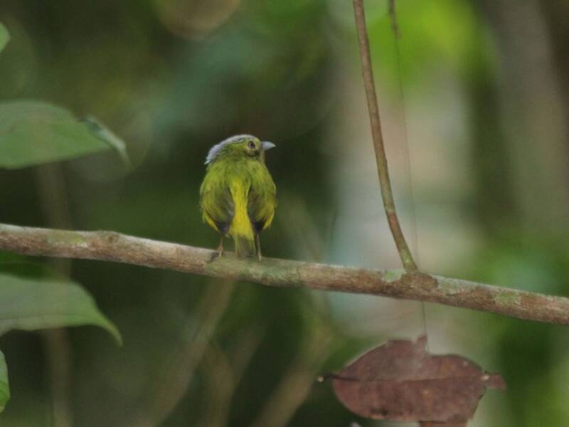 Irismanakin, Fotos 4