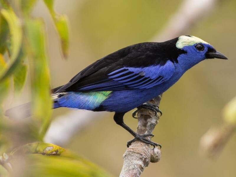 Tangara coroniclara