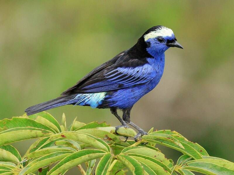 Tangara coroniclara, Fotos 4