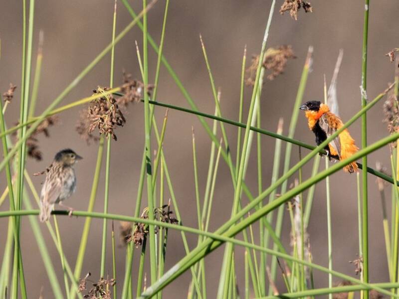 Northern Red Bishop (Euplectes franciscanus)