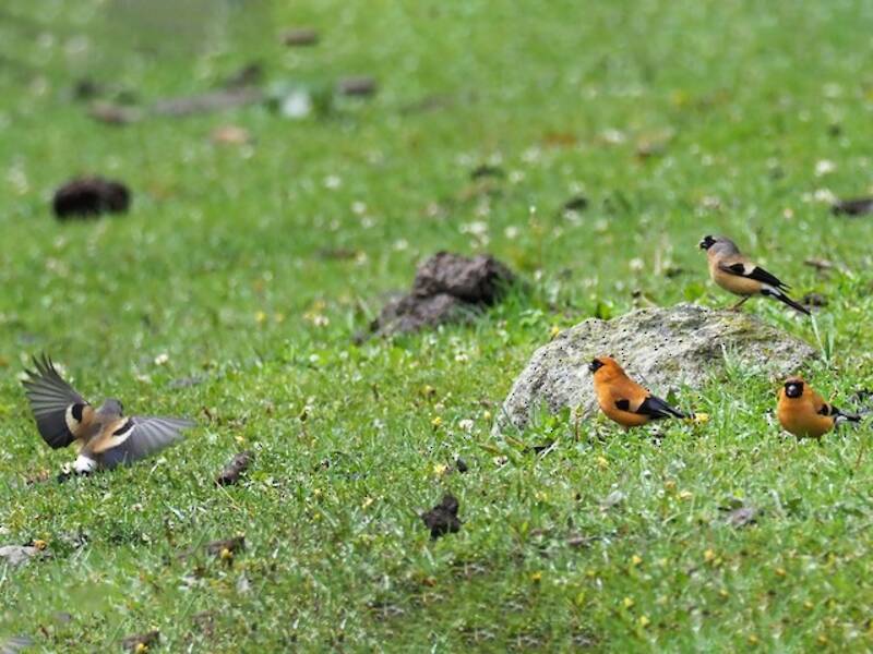 Orange Bullfinch, Photos 2