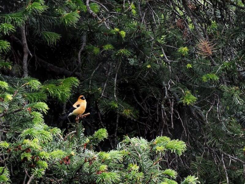 Camachuelo Naranja
