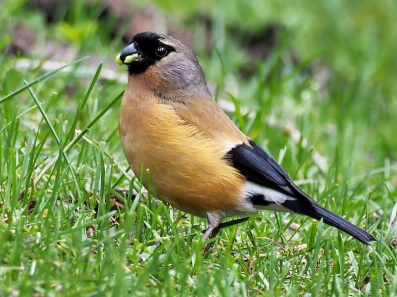 Orange Bullfinch, Photos 3