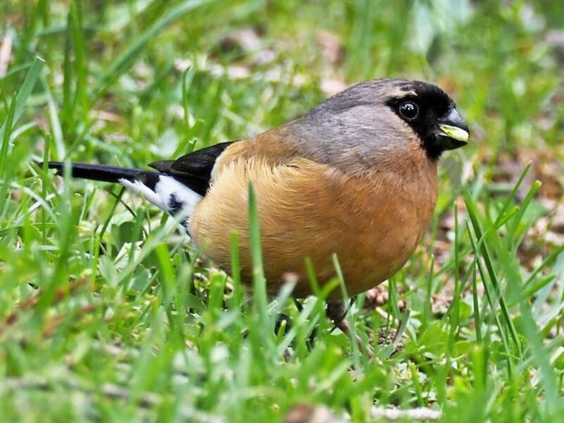 Orange Bullfinch, Photos 4