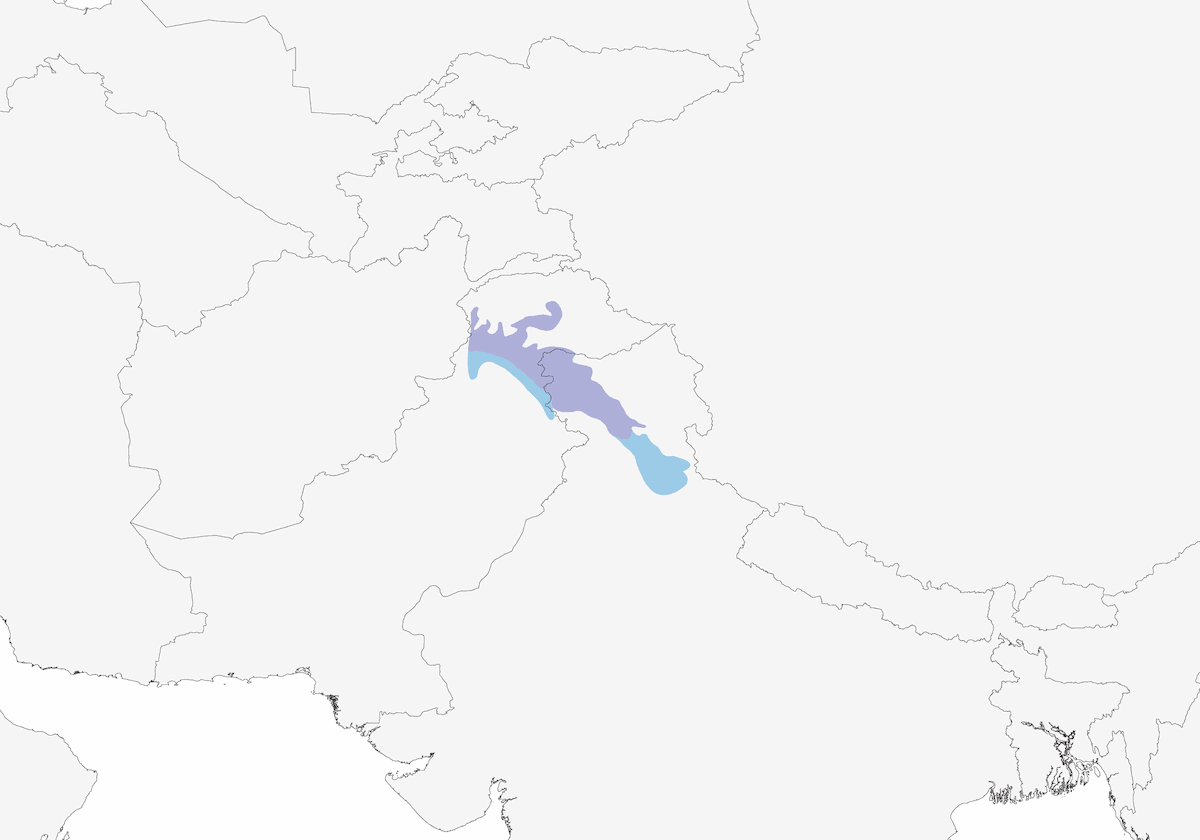 Orange Bullfinch, Distribution 1