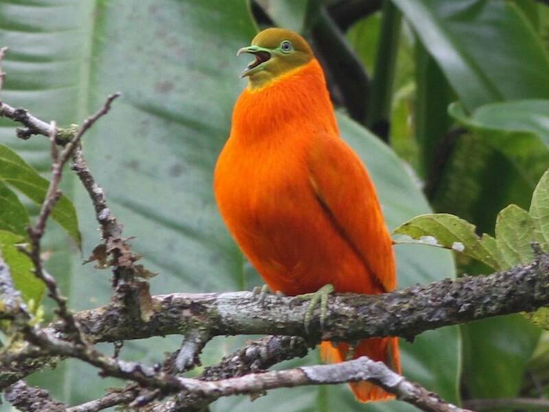 Colomba arancio, Foto 4
