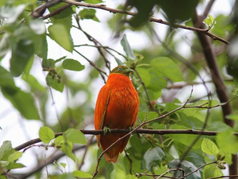 Colomba arancio, Foto 2