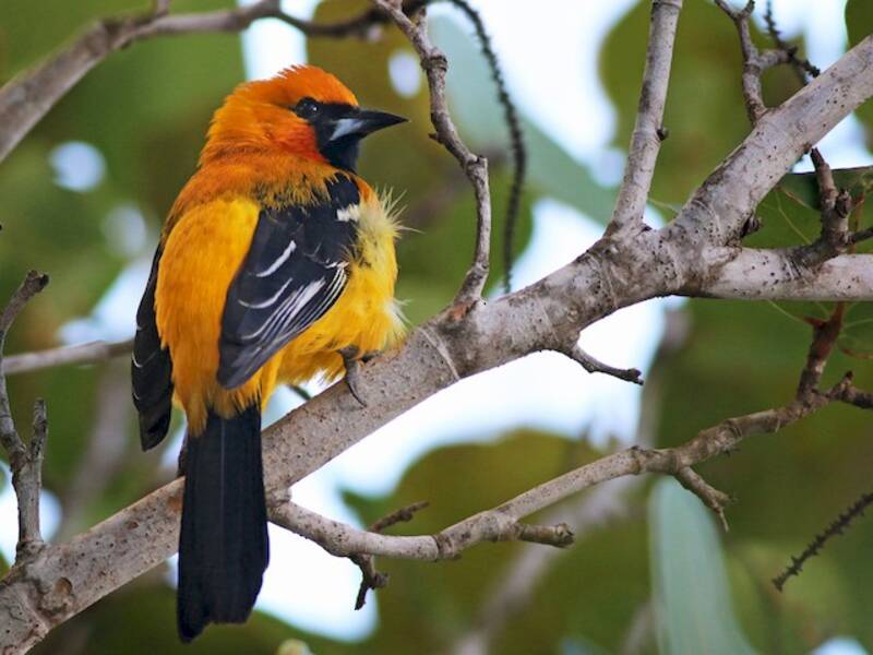 Orange Oriole, 照片 2