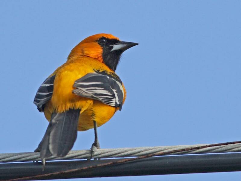 Orange Oriole, 照片 3