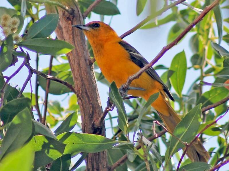 Orange Oriole, 照片 4