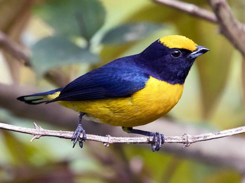 Orange-bellied Euphonia, Photos 3