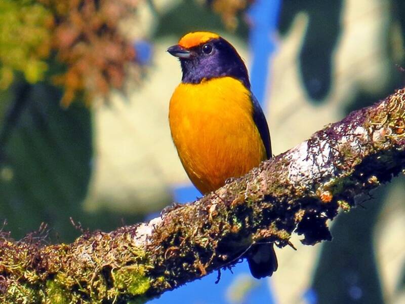 Orange-bellied Euphonia, Photos 4