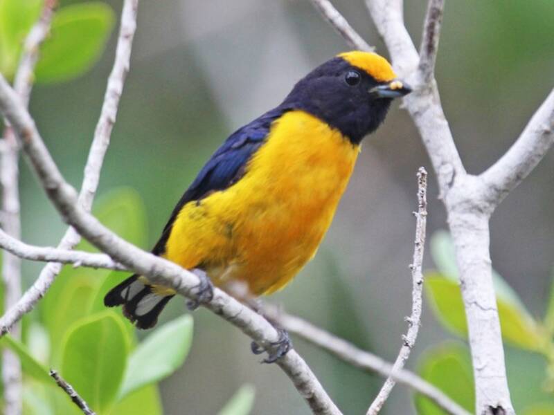 Orange-bellied Euphonia, Photos 2