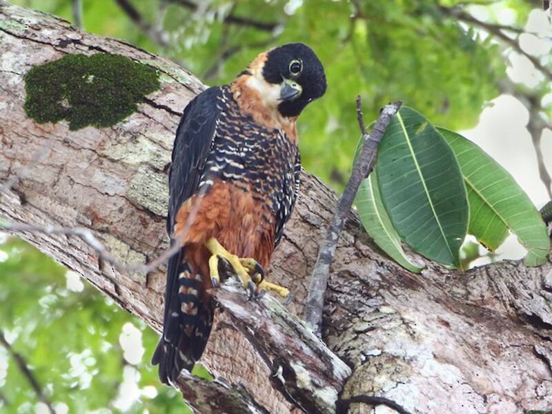 Orange-breasted Falcon (Falco deiroleucus)