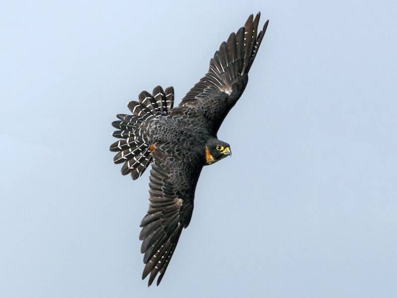 Faucon des chauves-souris, Photos 2