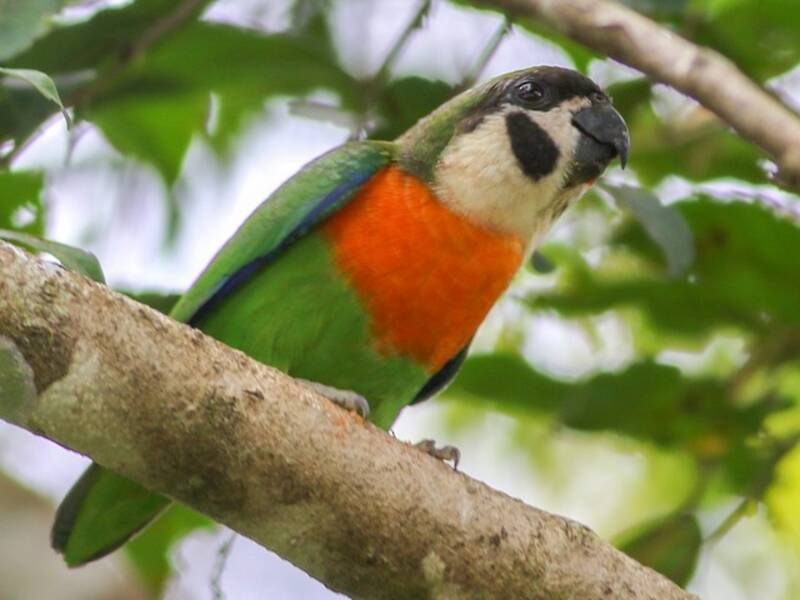 Dusky-cheeked Fig-Parrot, Photos 4