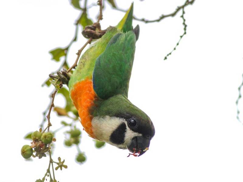 Dusky-cheeked Fig-Parrot, Photos 2