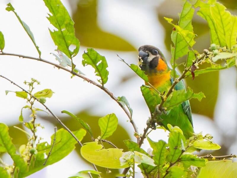 Dusky-cheeked Fig-Parrot, Photos 3