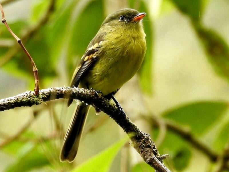 Orange-banded Flycatcher, Photos 3