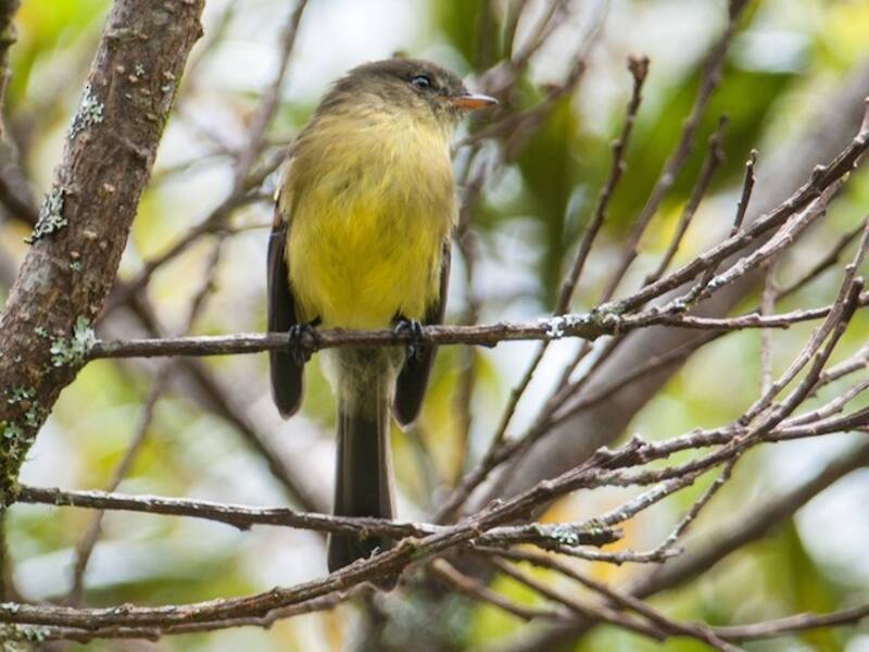 Orange-banded Flycatcher, Photos 2