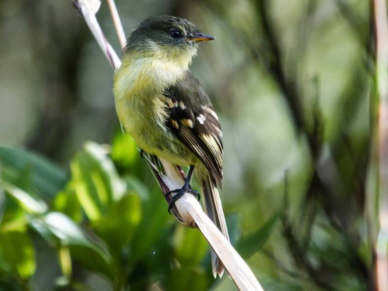 Orange-banded Flycatcher, Photos 4