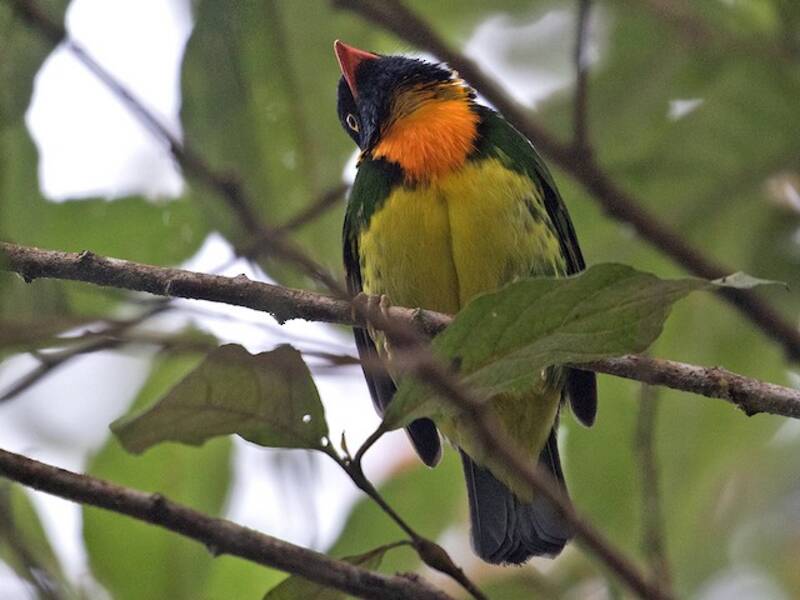 Cotinga à poitrine orange, Photos 4