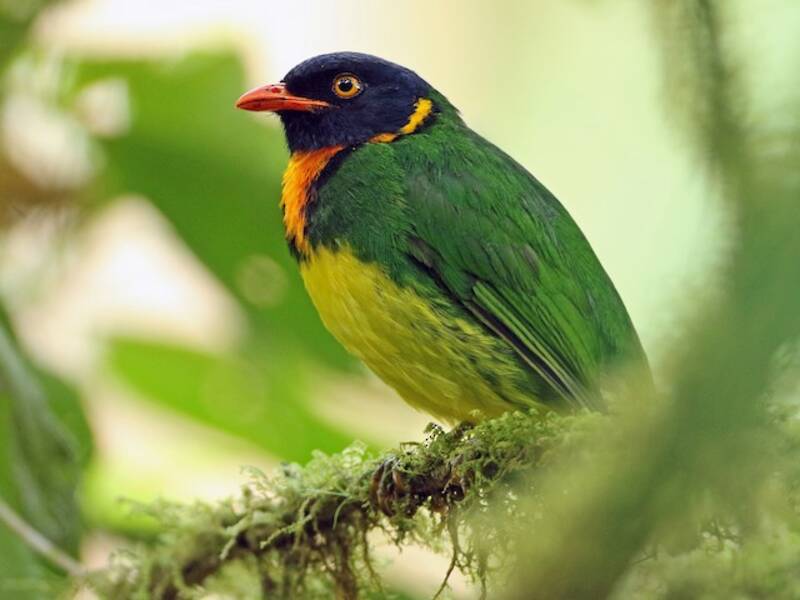 Cotinga à poitrine orange, Photos 2