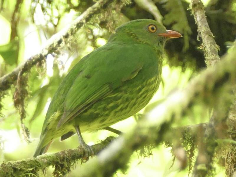 Cotinga à poitrine orange, Photos 3