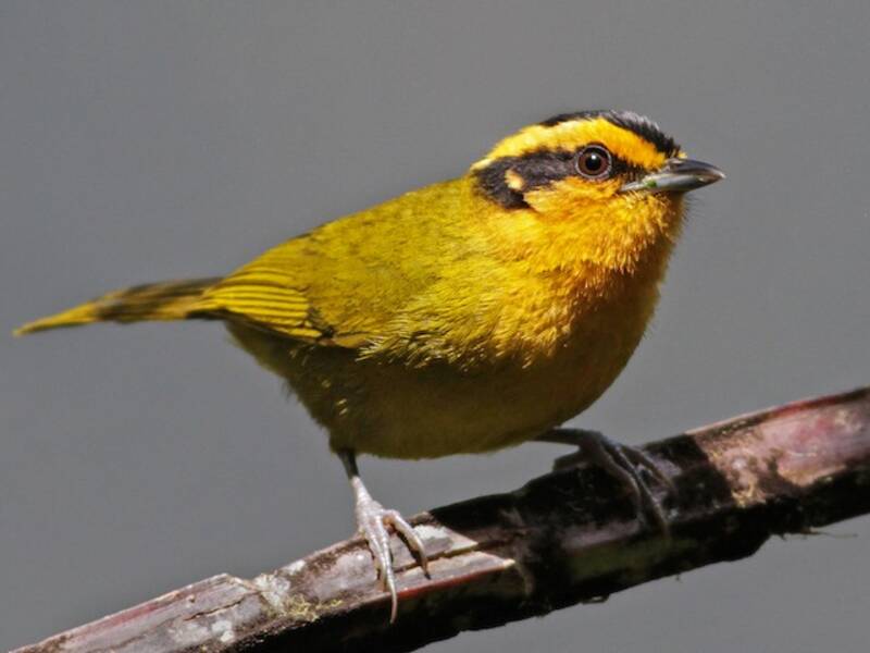 Orange-browed Hemispingus, 照片 3