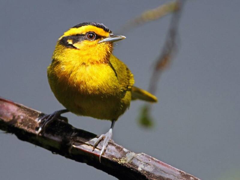 Orange-browed Hemispingus, 照片 2