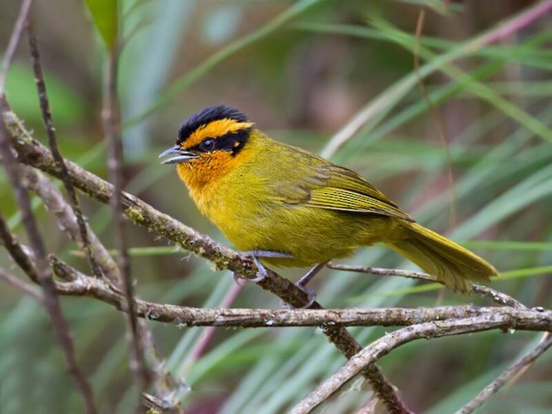 Orange-browed Hemispingus, 照片 4