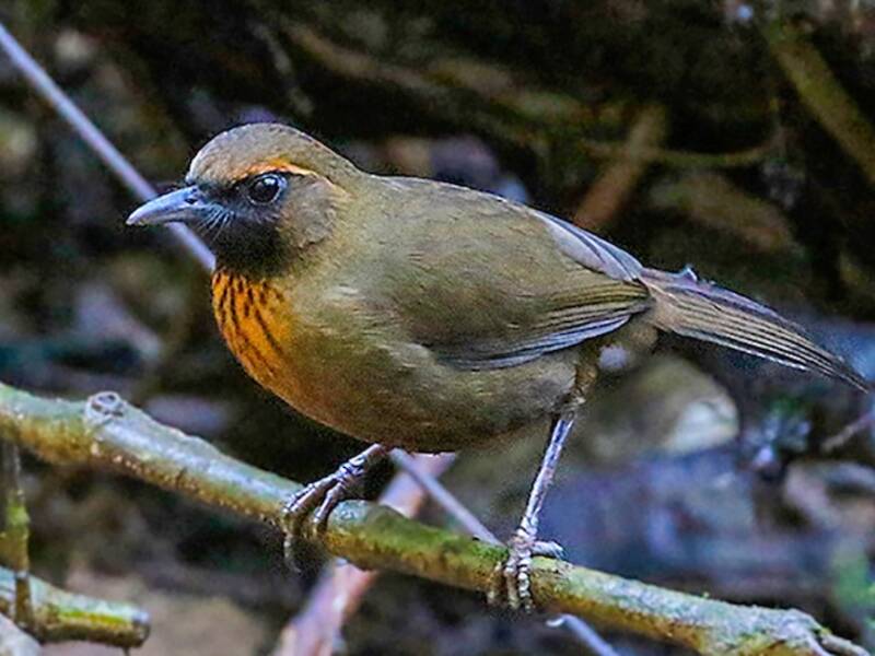 Timalí Pechinaranja, Fotos 4