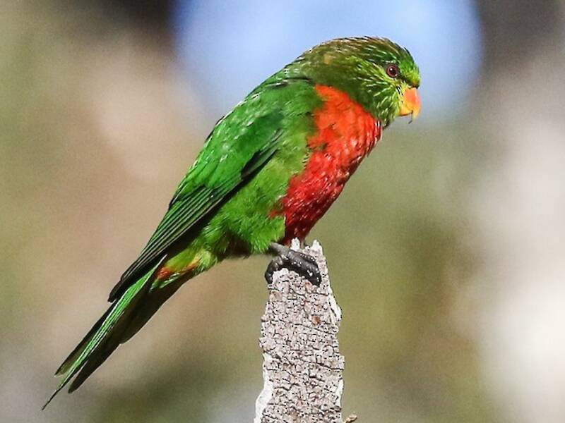 Orange-billed Lorikeet, 照片 3