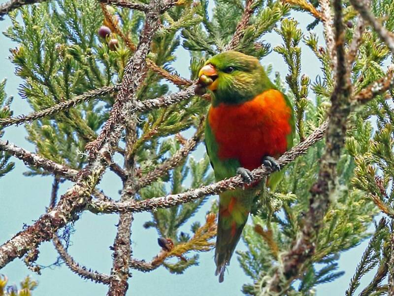 Orange-billed Lorikeet, 照片 4