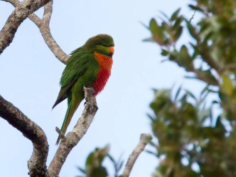 Orange-billed Lorikeet, 照片 2