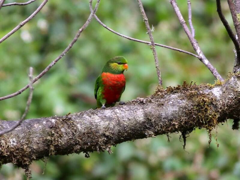 Orange-billed Lorikeet