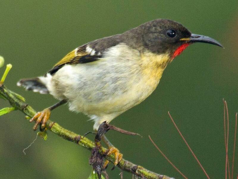 Mizomela pettogiallo