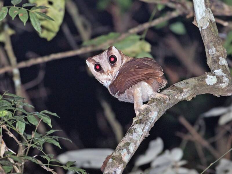 Oriental Bay-Owl (Phodilus badius)